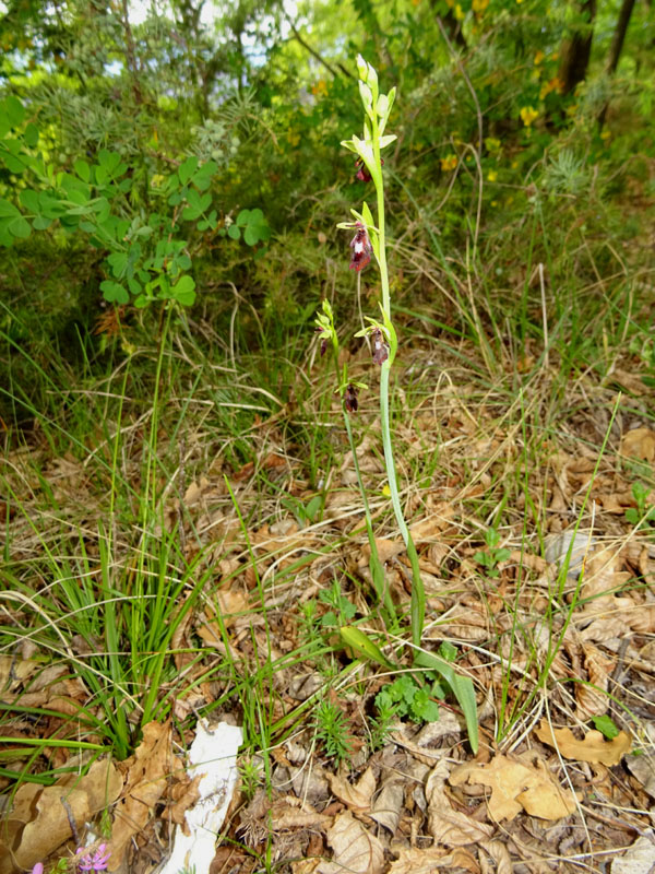 Ophrys insectifera subsp. insectifera